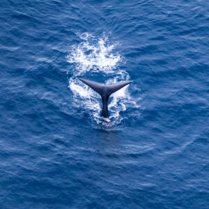 Sperm Whales in Kaikoura