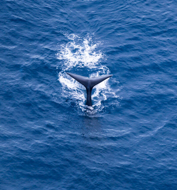 Sperm Whales in Kaikoura